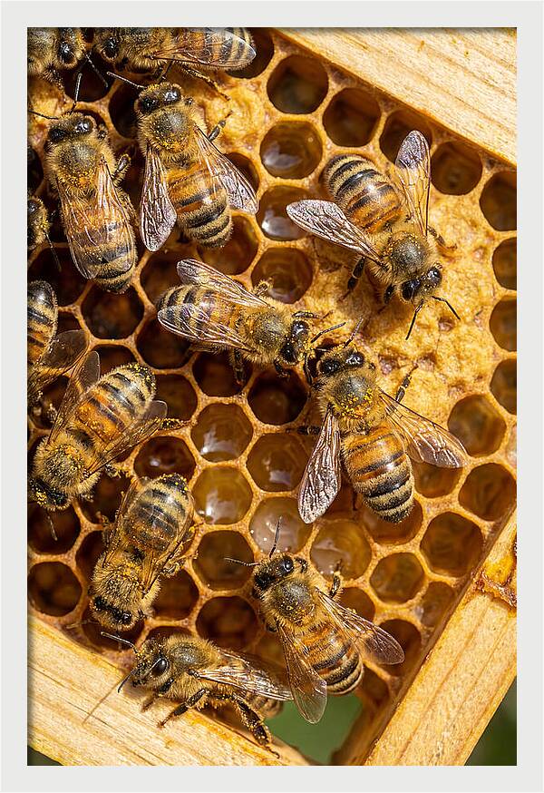 Honeybees On Comb