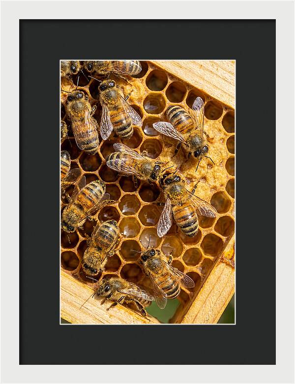 Honeybees On Comb