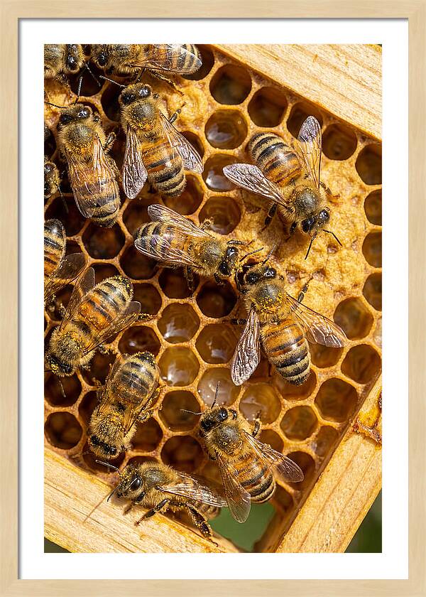 Honeybees On Comb