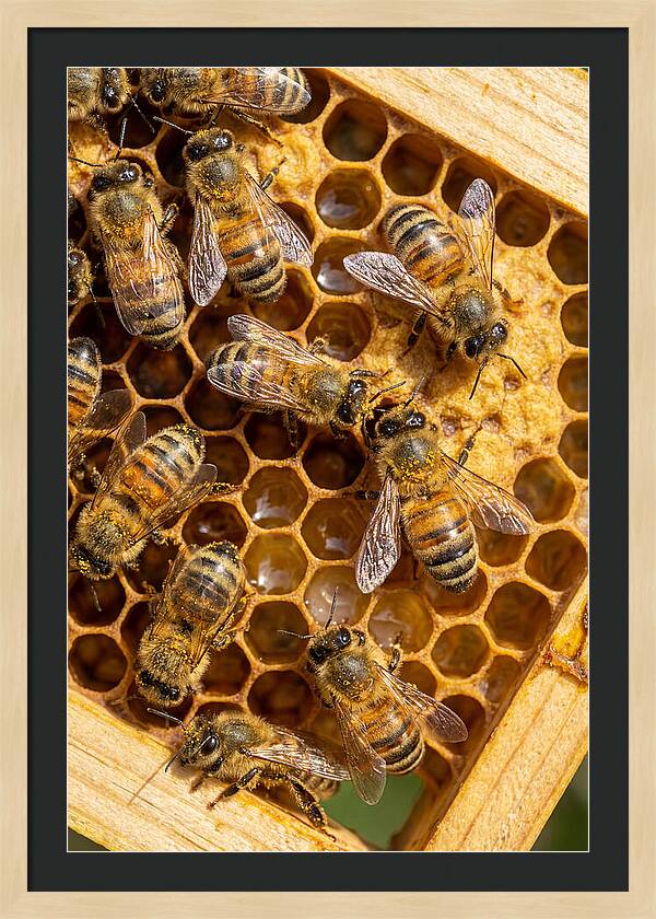 Honeybees On Comb