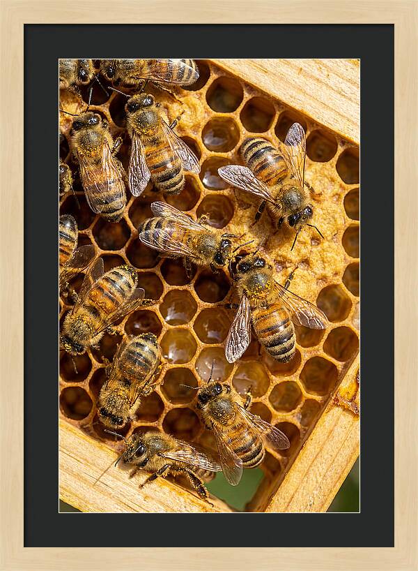 Honeybees On Comb