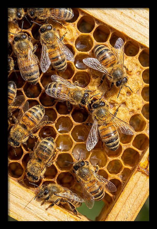 Honeybees On Comb