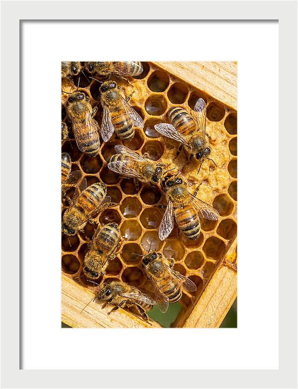 Honeybees On Comb