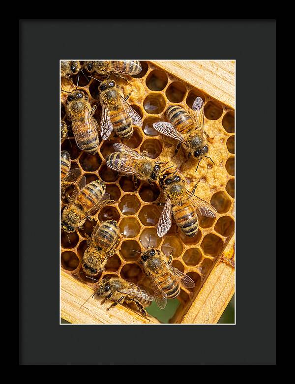 Honeybees On Comb