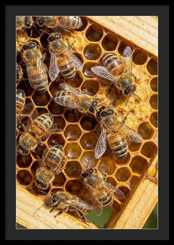 Honeybees On Comb