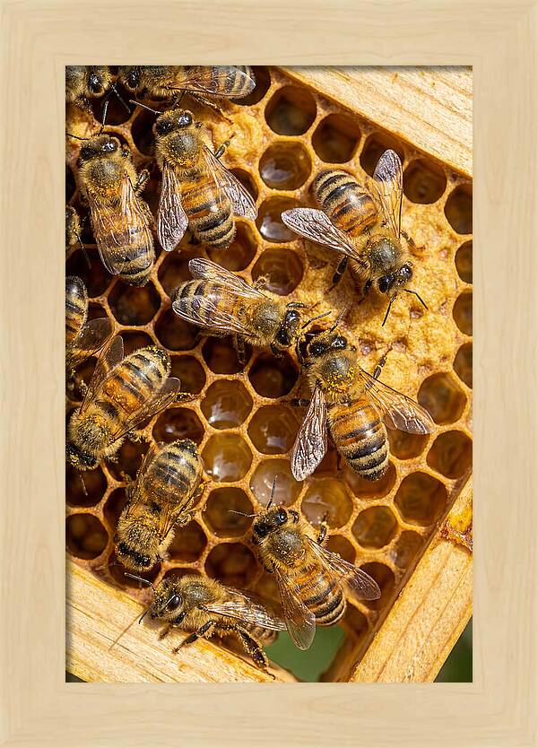 Honeybees On Comb