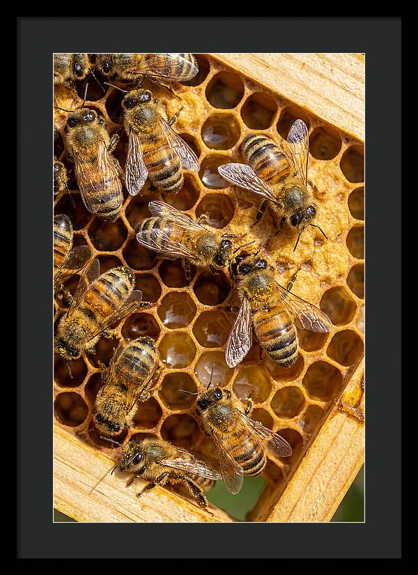 Honeybees On Comb