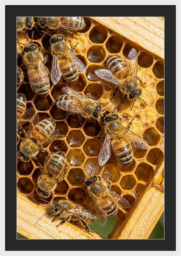 Honeybees On Comb