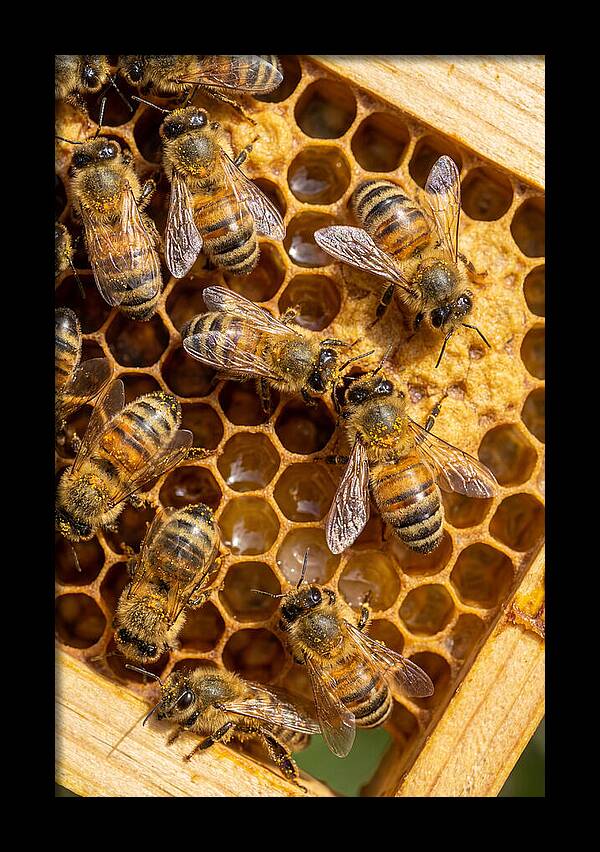 Honeybees On Comb