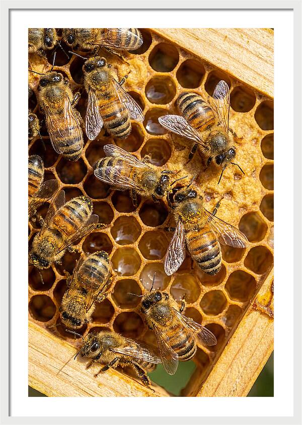 Honeybees On Comb