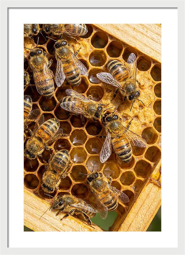 Honeybees On Comb