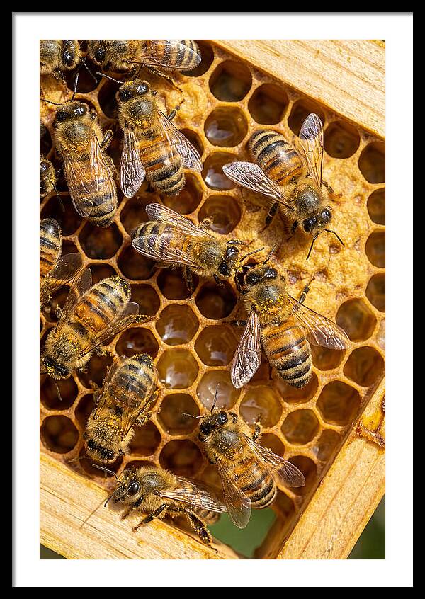 Honeybees On Comb