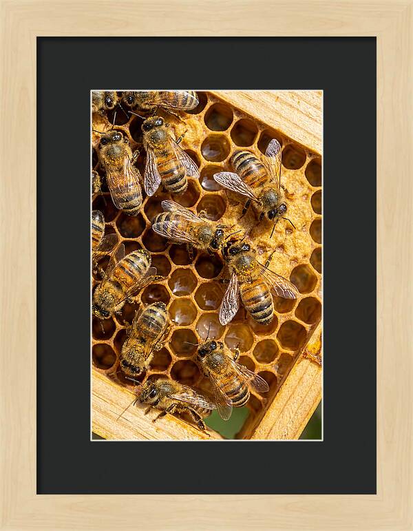 Honeybees On Comb