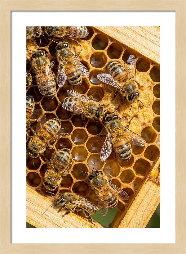 Honeybees On Comb