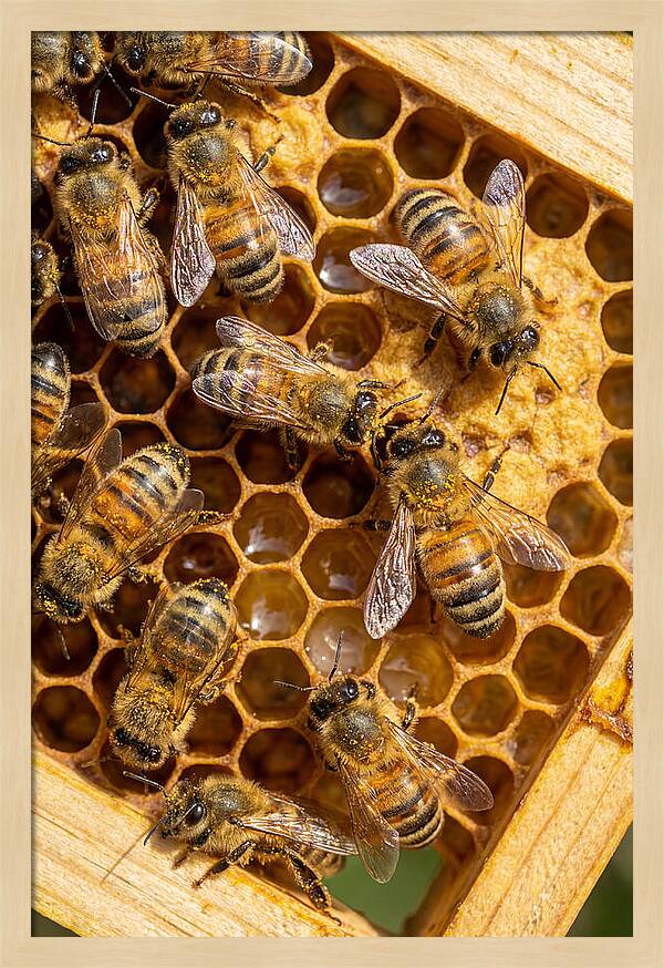 Honeybees On Comb