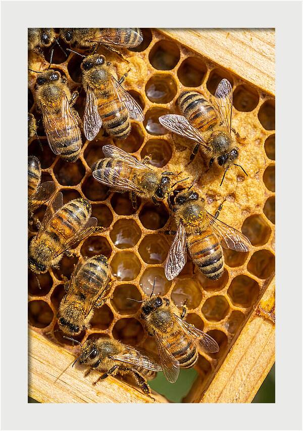 Honeybees On Comb