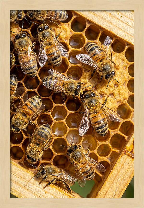 Honeybees On Comb