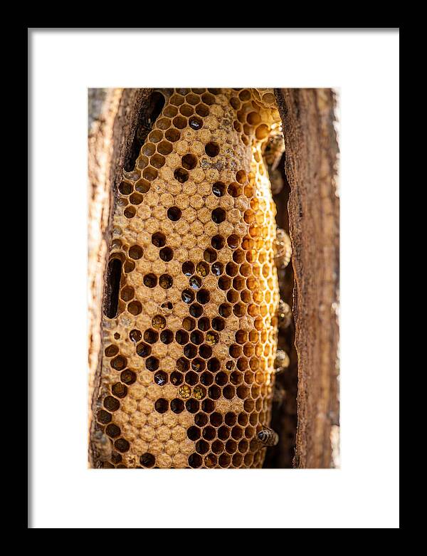 Honeycomb Structure Revealed