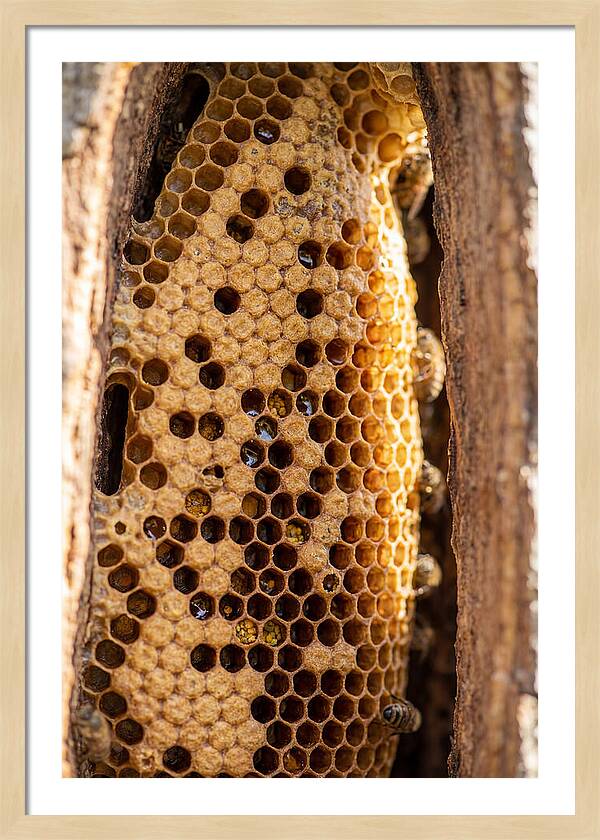 Honeycomb Structure Revealed