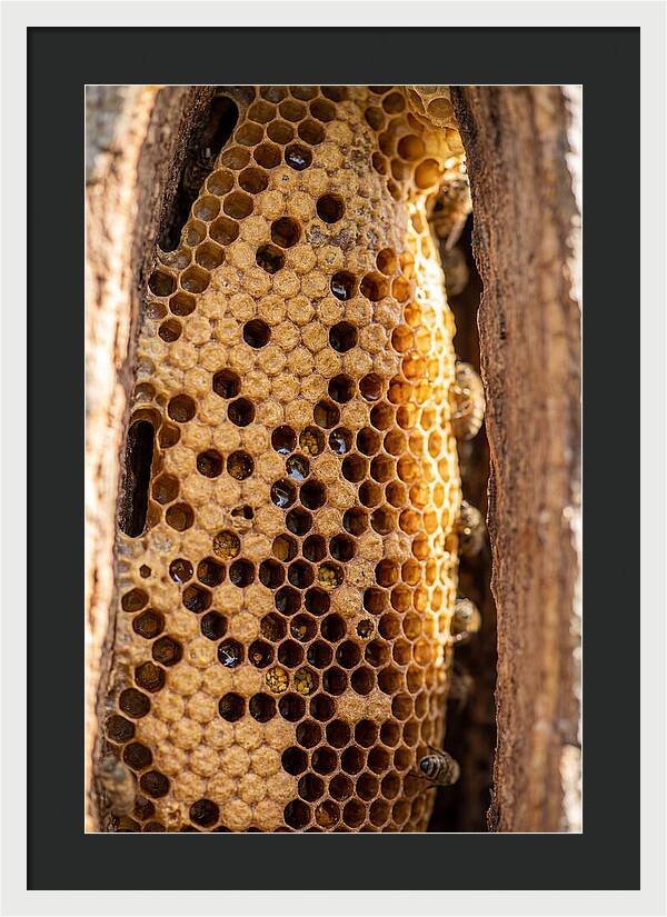 Honeycomb Structure Revealed