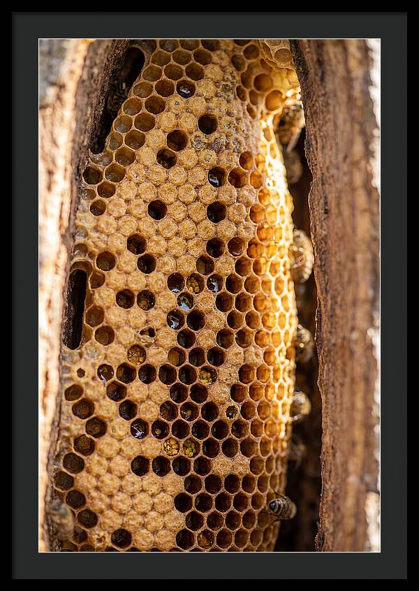 Honeycomb Structure Revealed