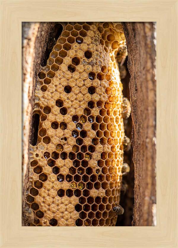 Honeycomb Structure Revealed
