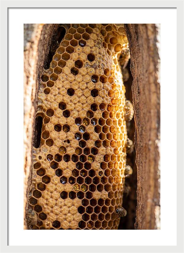 Honeycomb Structure Revealed