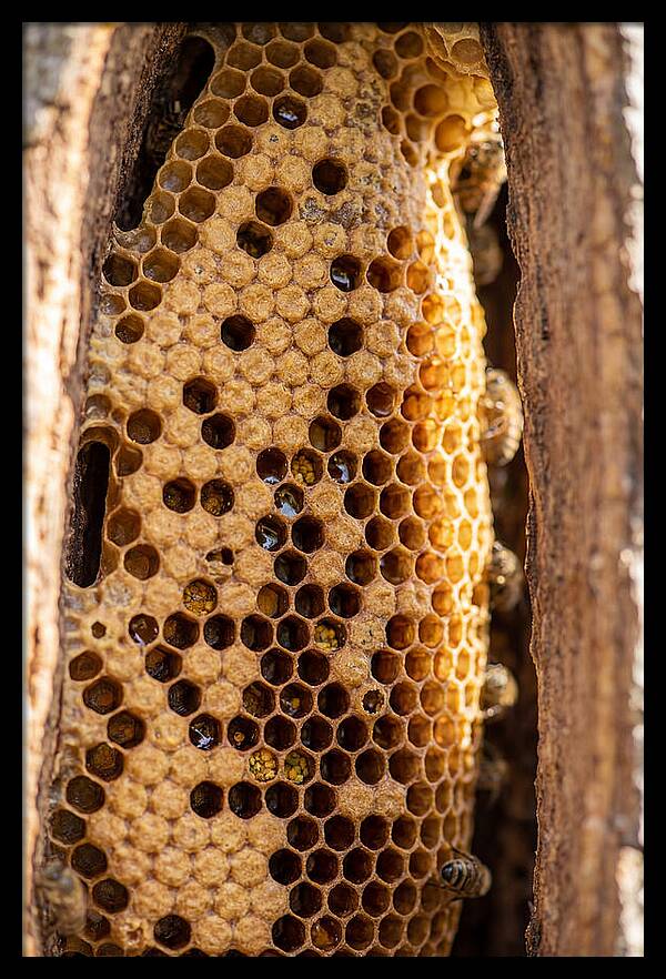 Honeycomb Structure Revealed