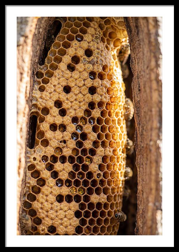 Honeycomb Structure Revealed