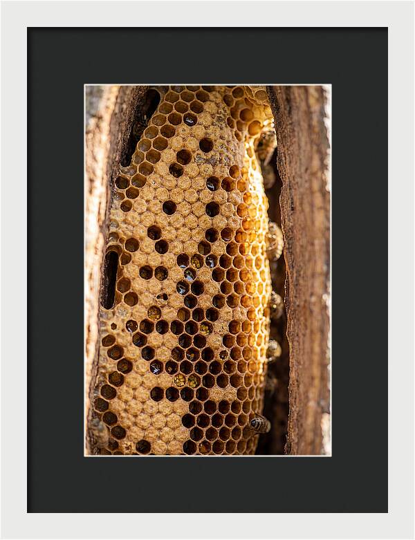Honeycomb Structure Revealed
