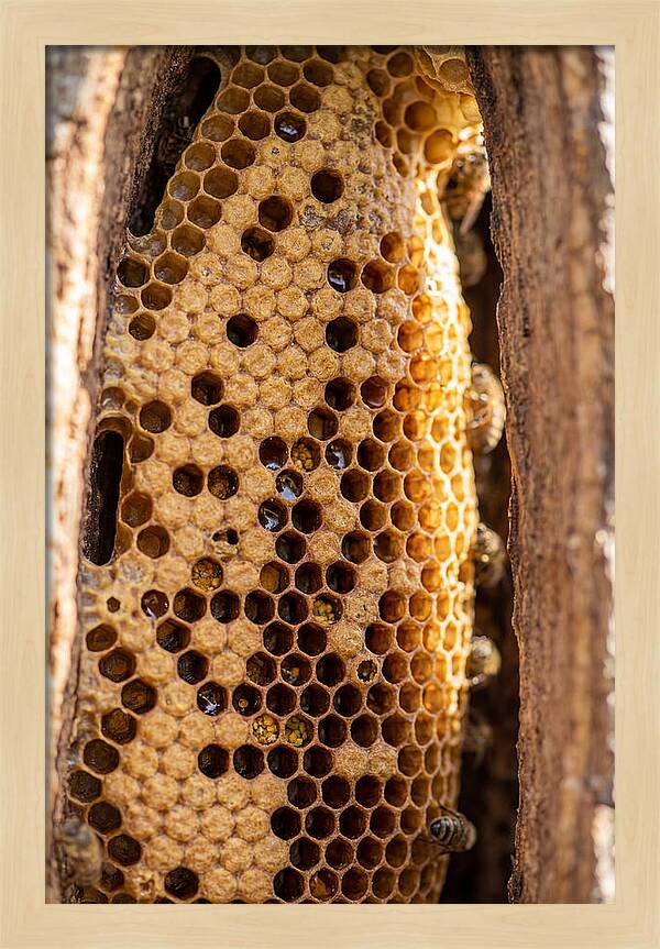 Honeycomb Structure Revealed
