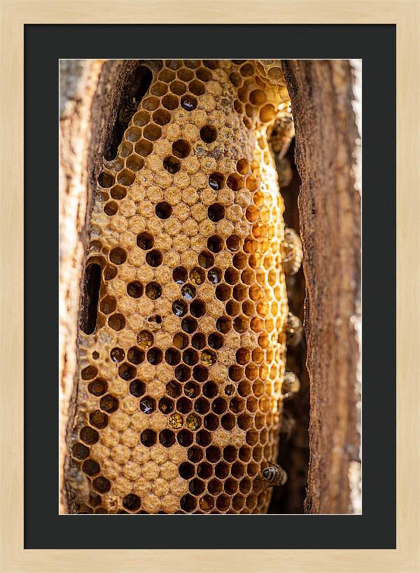 Honeycomb Structure Revealed