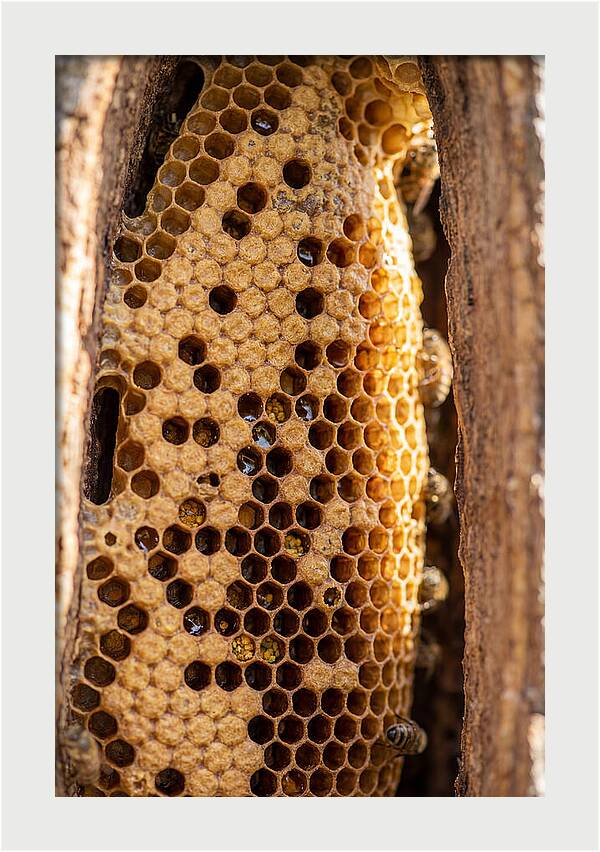 Honeycomb Structure Revealed