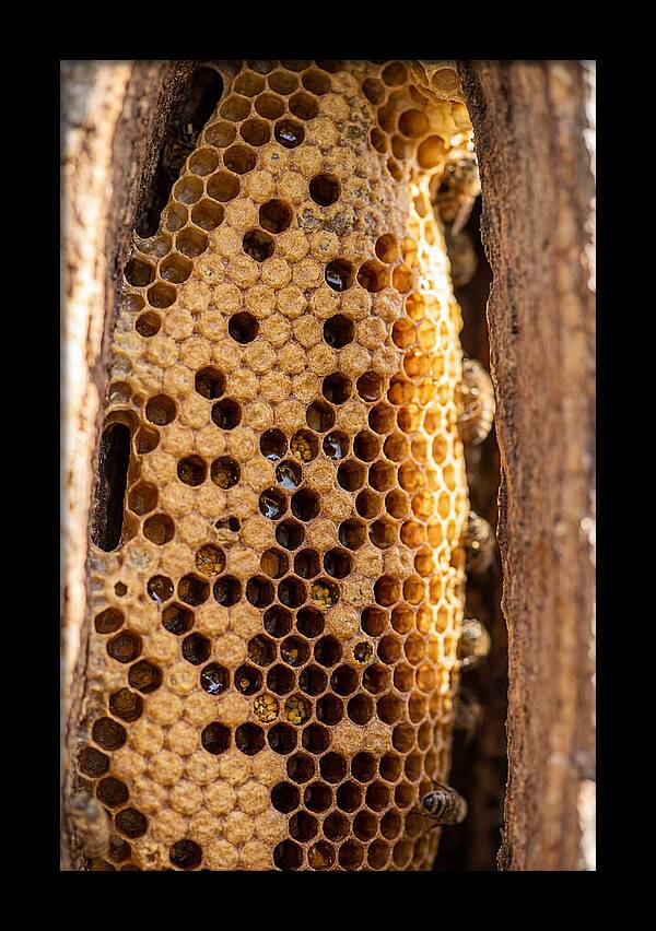 Honeycomb Structure Revealed