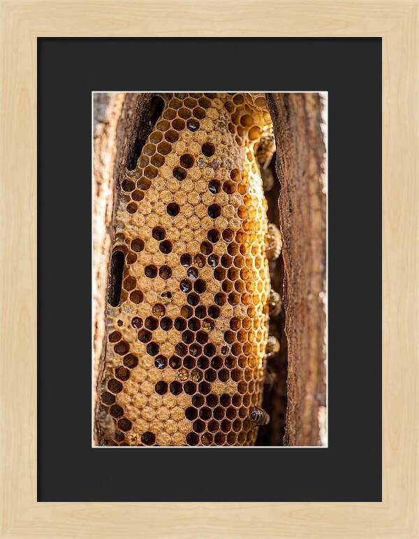Honeycomb Structure Revealed