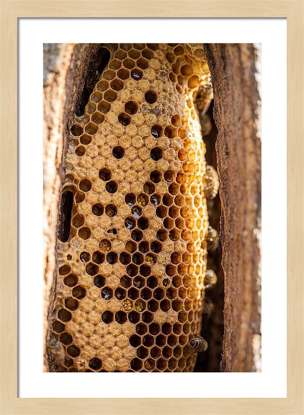 Honeycomb Structure Revealed