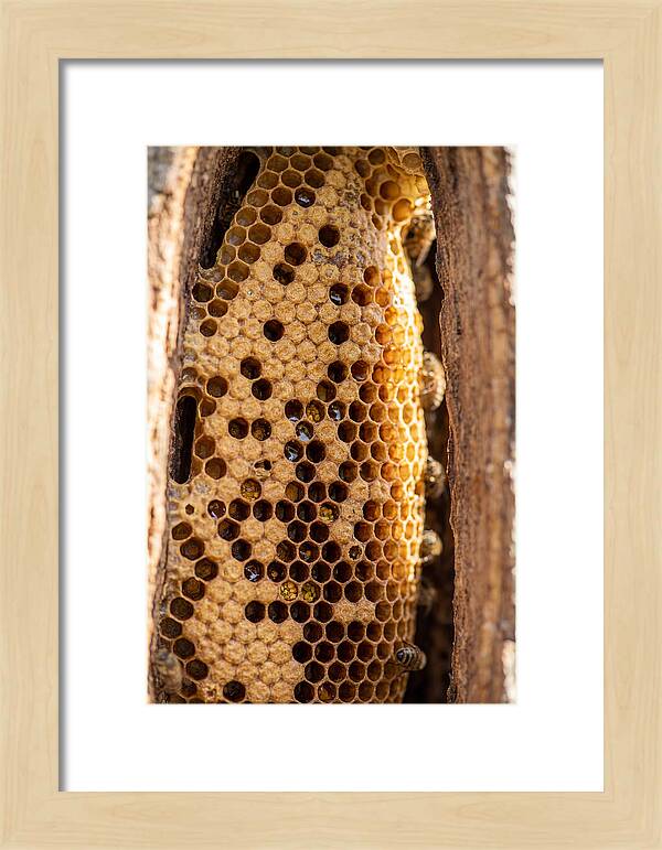 Honeycomb Structure Revealed