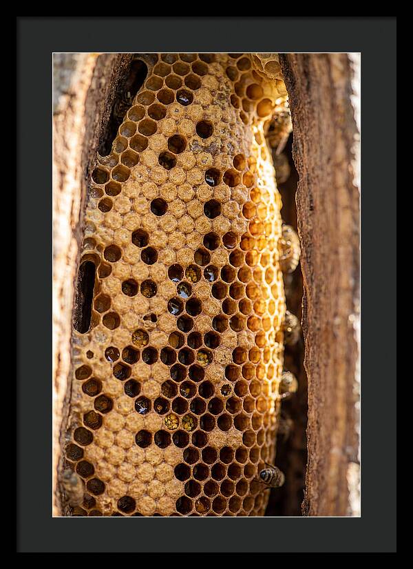 Honeycomb Structure Revealed
