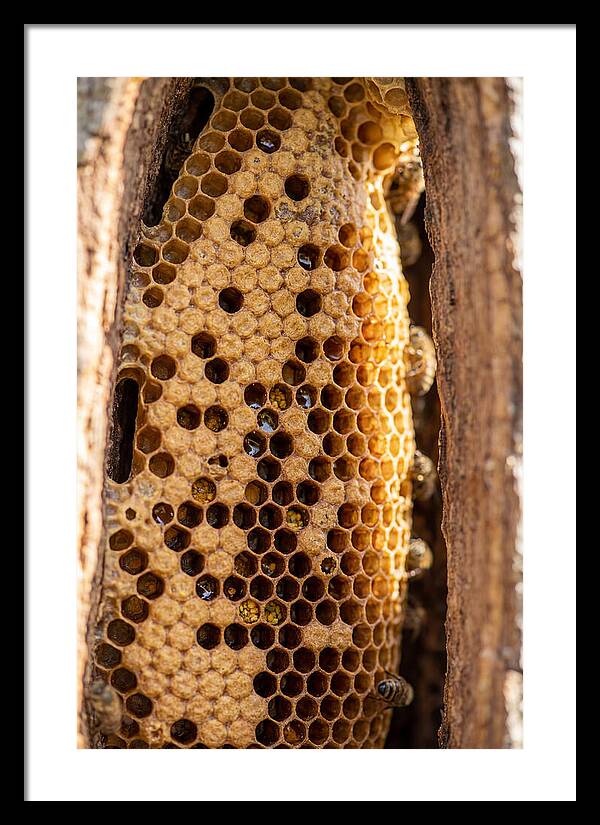 Honeycomb Structure Revealed