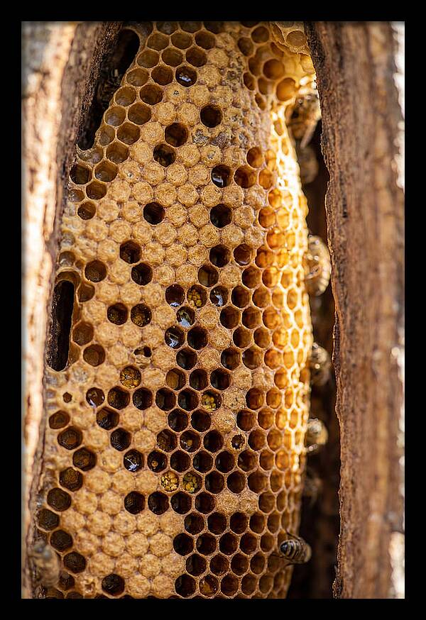 Honeycomb Structure Revealed