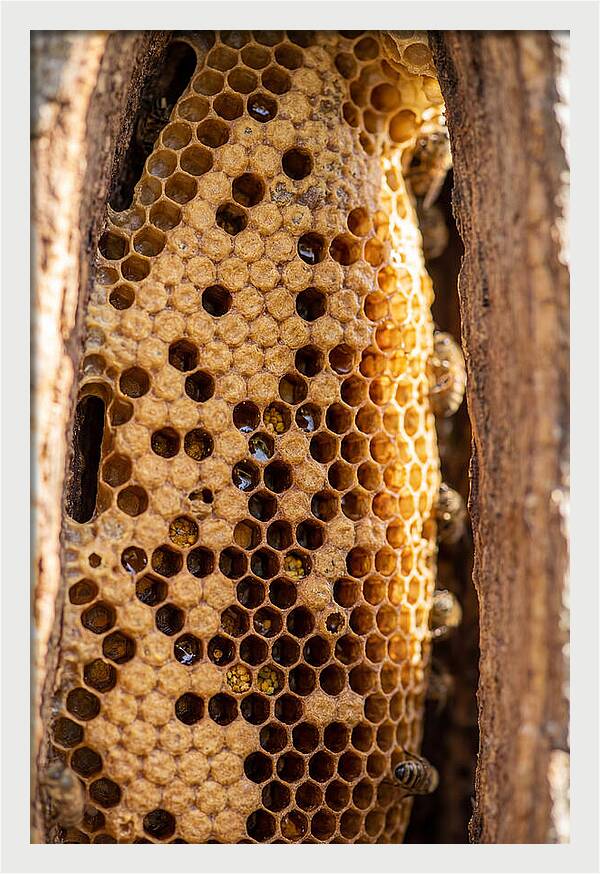 Honeycomb Structure Revealed