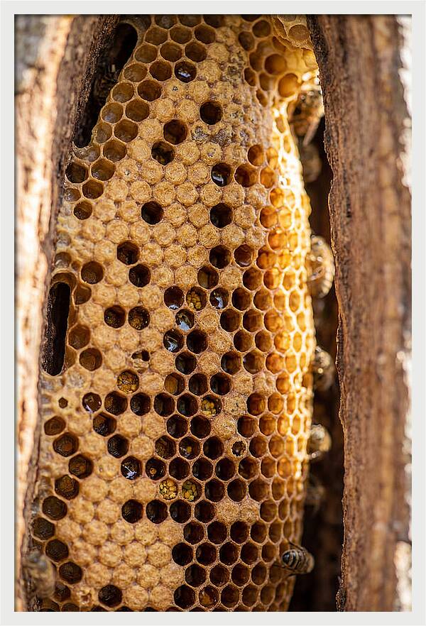 Honeycomb Structure Revealed