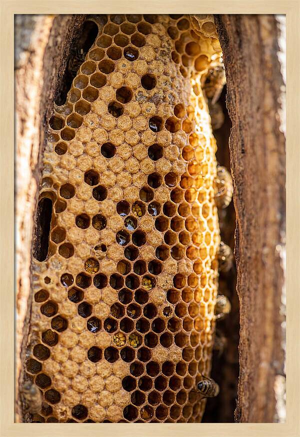 Honeycomb Structure Revealed