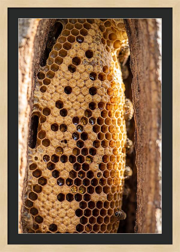Honeycomb Structure Revealed