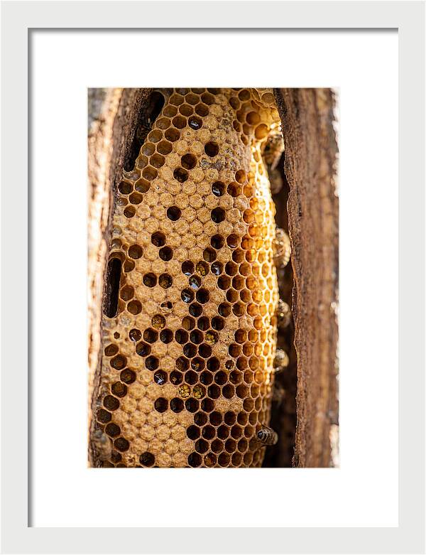 Honeycomb Structure Revealed