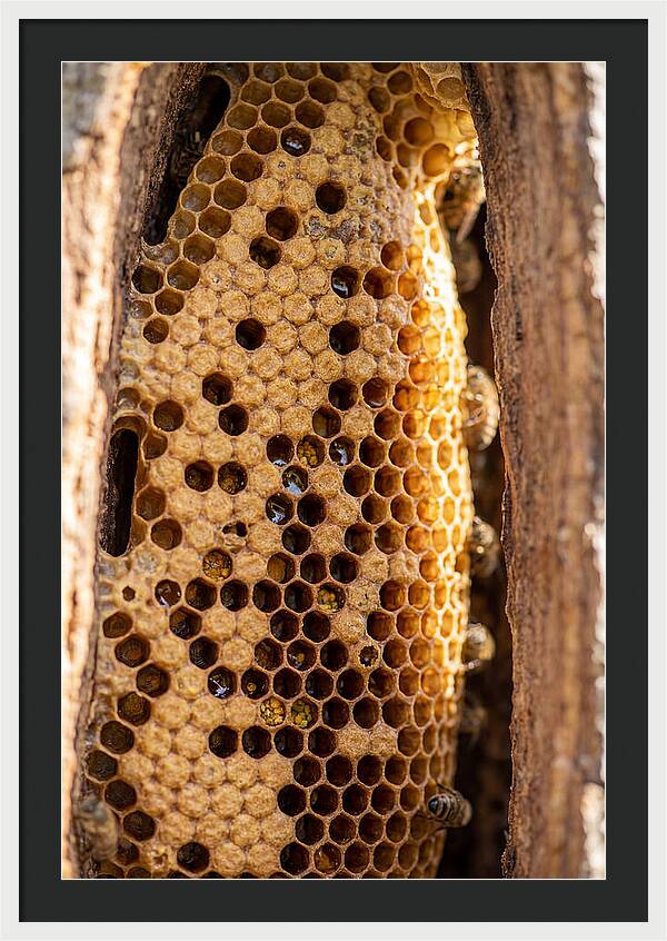 Honeycomb Structure Revealed