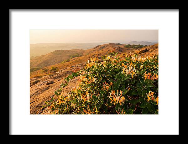 Honeysuckle Vine At Dusk