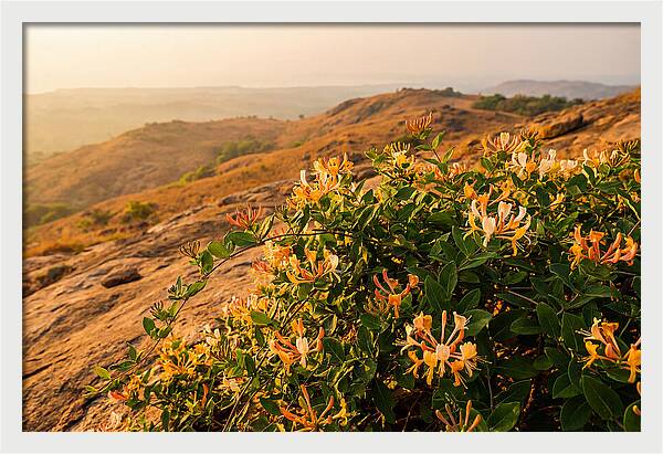 Honeysuckle Vine At Dusk