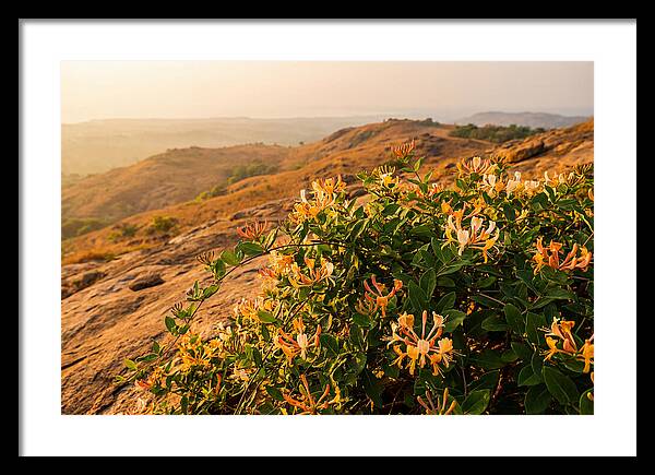 Honeysuckle Vine At Dusk