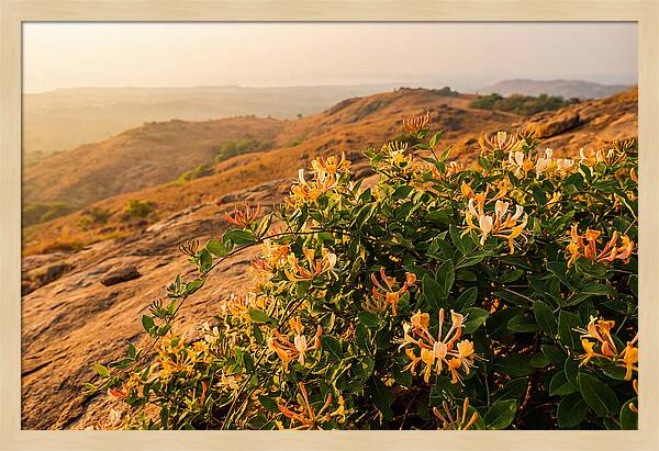 Honeysuckle Vine At Dusk